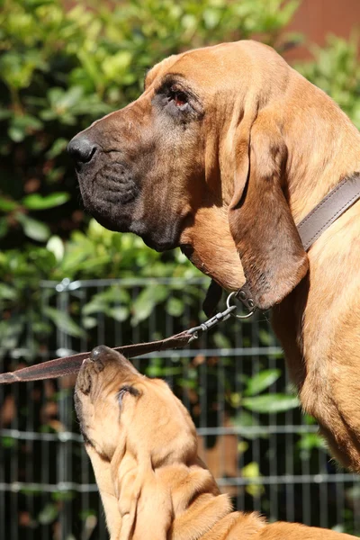 Potret anjing pelacak dewasa dengan anak anjing — Stok Foto