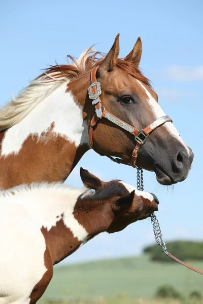 Pinta yegua de caballo con su potro — Foto de Stock