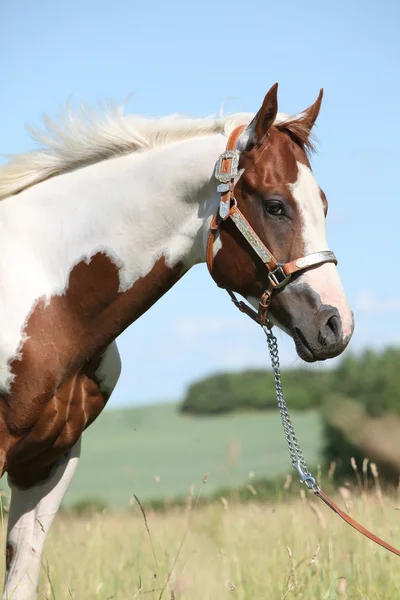 Retrato de cavalo de pintura agradável no verão — Fotografia de Stock