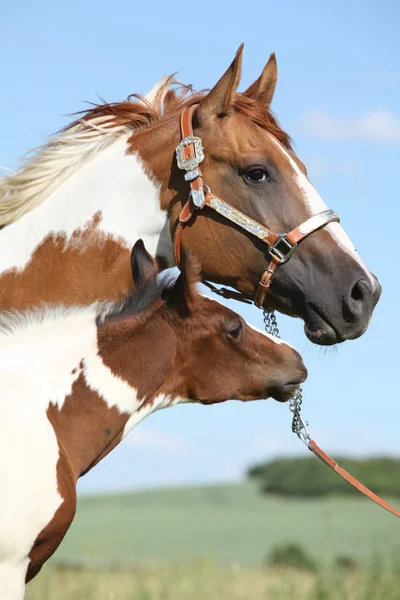 Boya at kısrak, tayı ile — Stok fotoğraf
