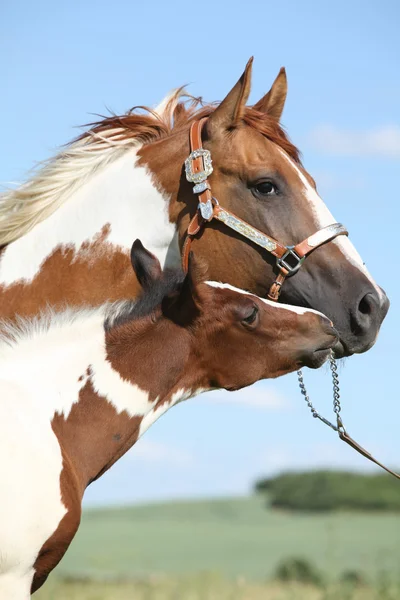 Pinte égua de cavalo com seu potro — Fotografia de Stock