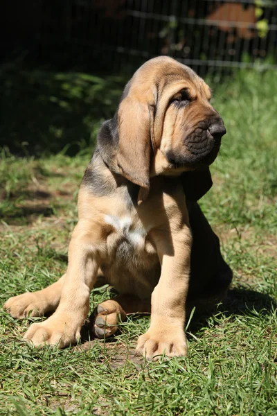 Bedårande bloodhound valp sitter i trädgården — Stockfoto