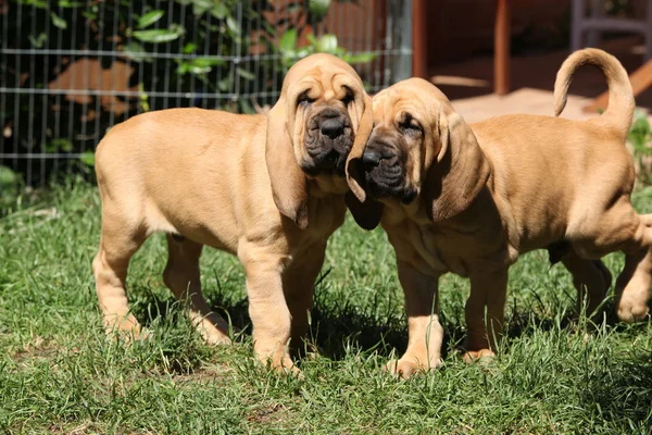 Bonitos cachorros sabuesos — Foto de Stock