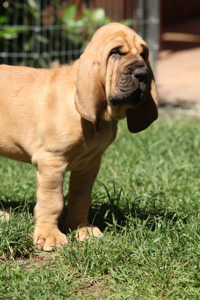 Mooie bloedhond pup — Stockfoto