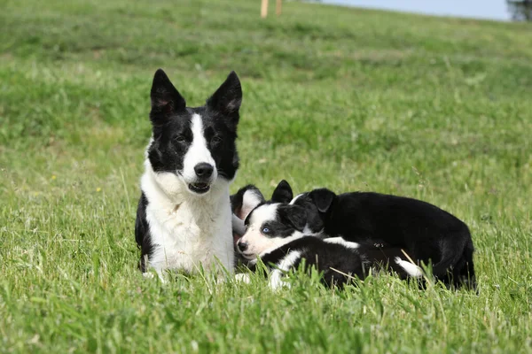 Border Collie Bitch Its Pupies Grass — Photo