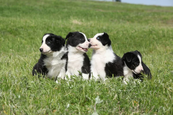 Incrível Fronteira Collie Filhotes Grama — Fotografia de Stock