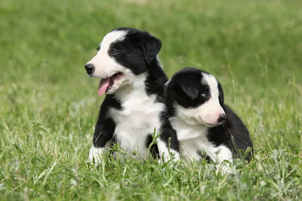 Incrível Fronteira Collie Filhotes Grama — Fotografia de Stock