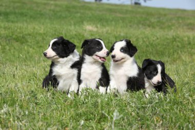 İnanılmaz Border çoban köpekleri çimlerde