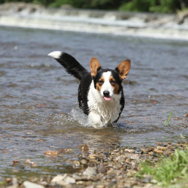 威尔士Corgi Cardigan在水里流淌 — 图库照片