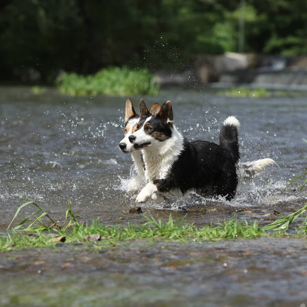 一緒に水に2匹の犬 ウェールズのコーギーカーディガン — ストック写真