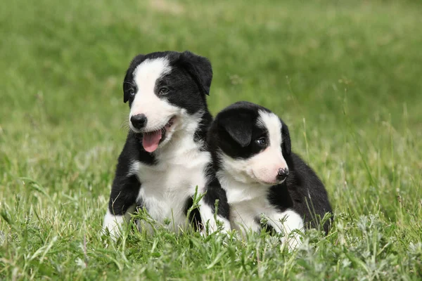 Amazing Border Collie Puppies Grass — Stock Photo, Image