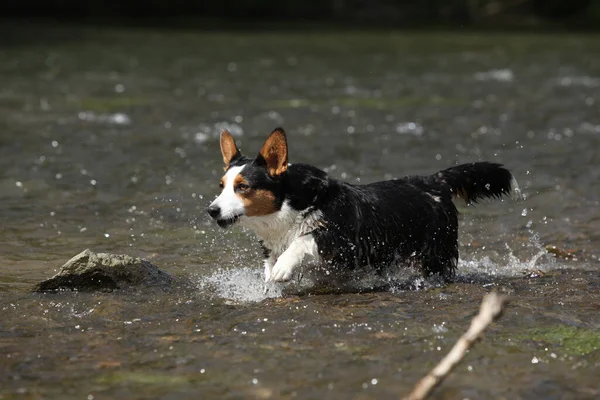 Welsh Corgi Cardigan Läuft Wasser lizenzfreie Stockfotos