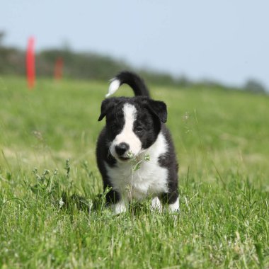 Collie köpek yavrusu çimlerin üzerinde sana bakıyor.