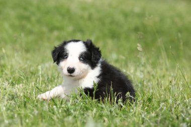 Collie köpek yavrusu çimlerin üzerinde sana bakıyor.