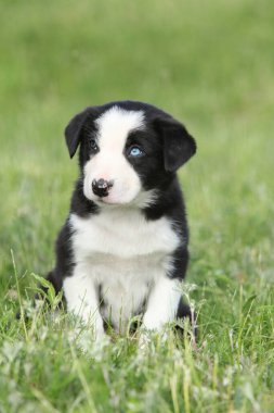 Collie köpek yavrusu çimlerin üzerinde sana bakıyor.