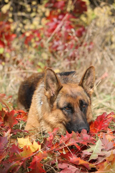 Удивительная Немецкая Овчарка Лежит Листьях Осенью — стоковое фото