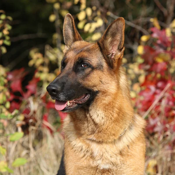 Amazing German Shepherd Dog Looking You — Stock Photo, Image