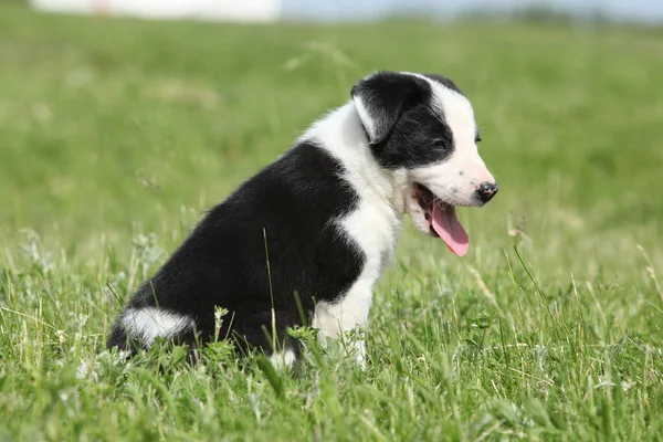 Geweldige Border Collie Puppy Het Gras — Stockfoto
