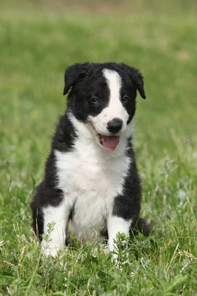 Geweldige Border Collie Puppy Kijkt Naar Het Gras — Stockfoto