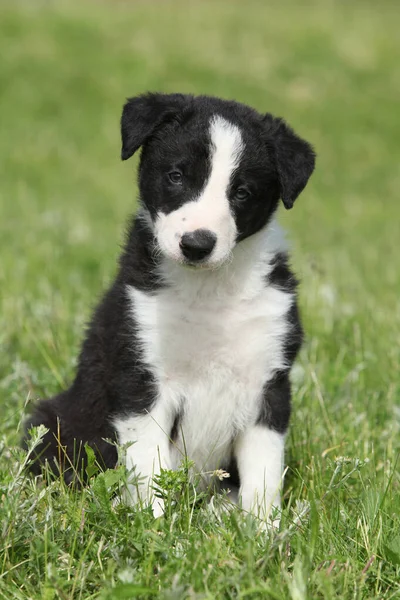 Collie Köpek Yavrusu Çimlerin Üzerinde Sana Bakıyor — Stok fotoğraf