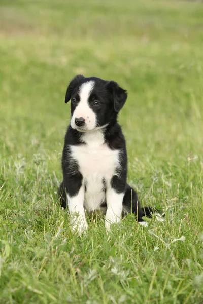 Incroyable Frontière Collie Chiot Dans Herbe — Photo