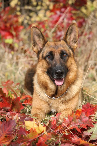 秋に葉の上に横たわる驚くべきドイツの羊飼いの犬 — ストック写真