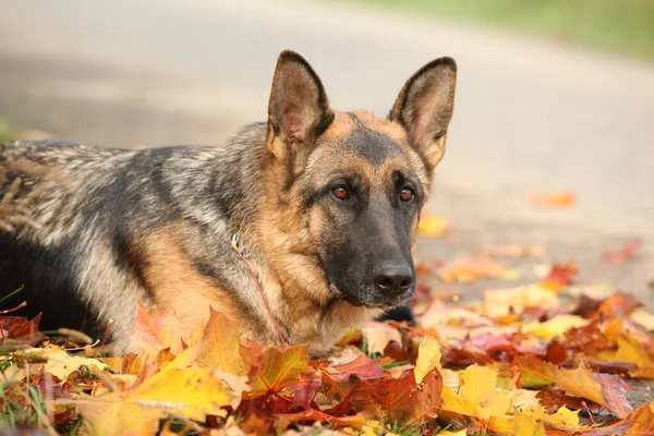 Increíble Perro Pastor Alemán Acostado Hojas Otoño —  Fotos de Stock