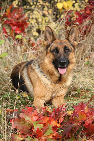 Fantastiska Tyska Shepherd Hund Liggande Löv Höst — Stockfoto