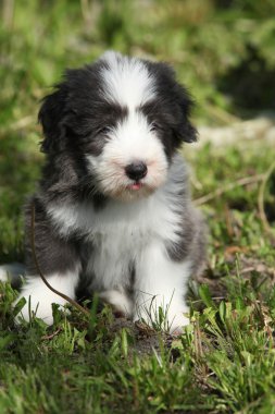 güzel sakallı kömür ocağı