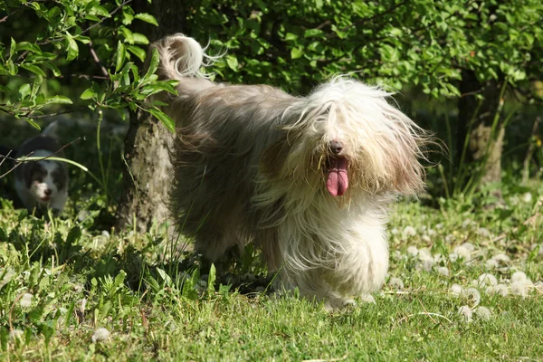 Bearded Collie running in the garden — Stock Photo, Image