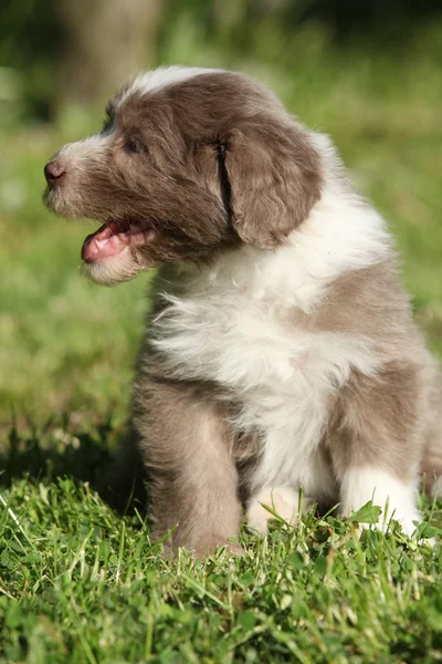 Schöner bärtiger Collie — Stockfoto