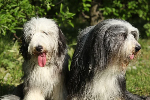 Collie barbudo sentado no jardim — Fotografia de Stock