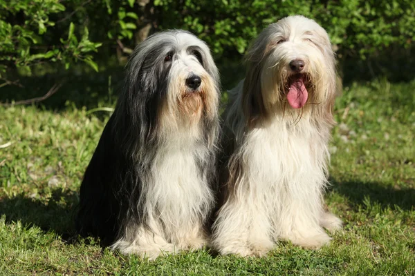 Bearded collie zitten in de tuin — Stockfoto