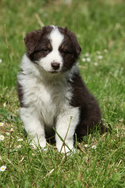 Amazing puppy of australian shepherd sitting in the grass — Stock Photo, Image