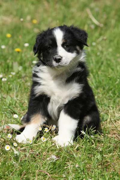 Amazing puppy of australian shepherd sitting in the grass — Stock Photo, Image