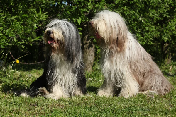 留着胡须的牧羊犬坐在花园里 — 图库照片