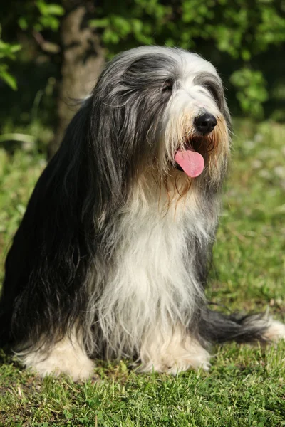 Bearded kollie in the garden — Stock Photo, Image