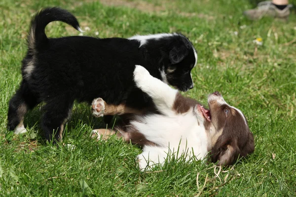 Deux chiots jouant dans l'herbe — Photo