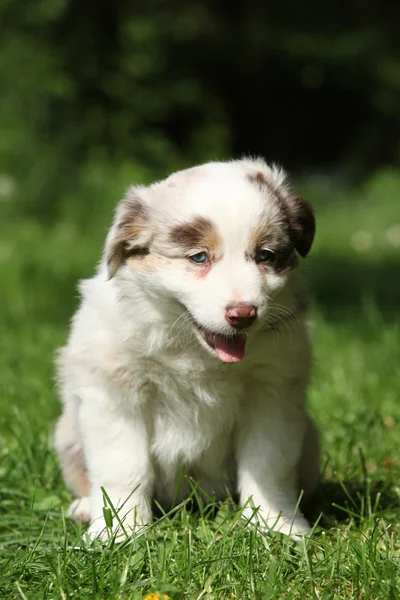 Amazing puppy of australian shepherd sitting in the grass — Stock Photo, Image