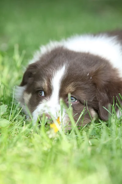 Prachtige pup van Australische herder — Stockfoto