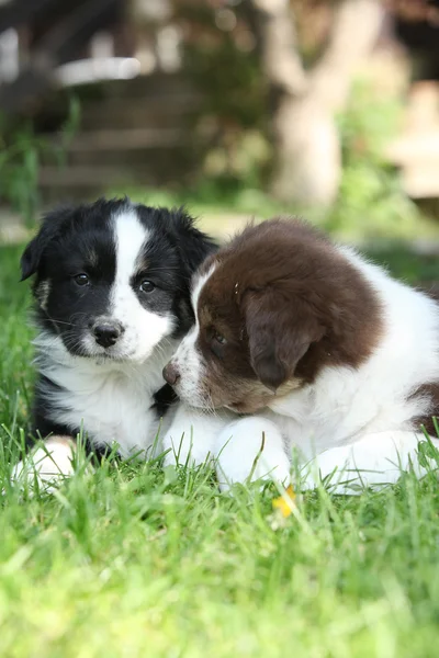 Two amazing puppies lying together in the grass — Stock Photo, Image