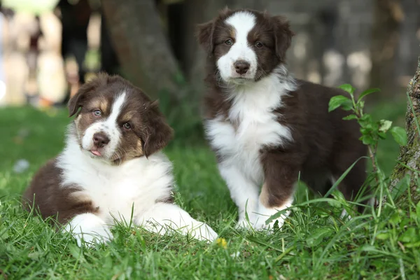 Dos cachorros increíbles tumbados juntos en la hierba — Foto de Stock