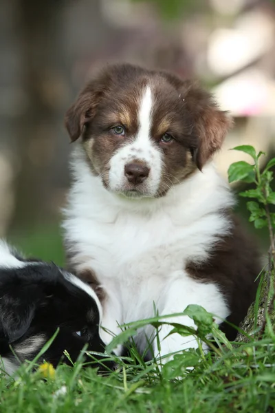 Verbazingwekkende pup van Australische herder zitten in het gras — Stockfoto