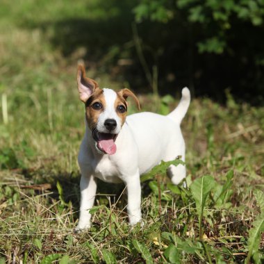 şaşırtıcı jack russell terrier yavrusu Bahçe