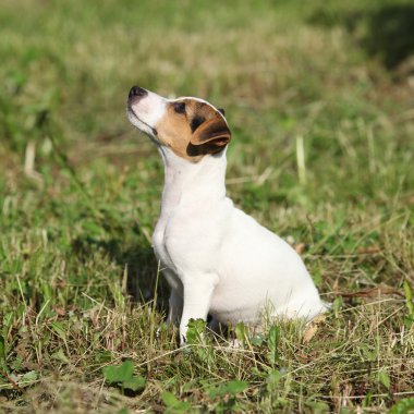 muhteşem jack russell terrier bahçesinde oturan