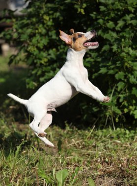 çılgın köpek, jack russell terrier atlama