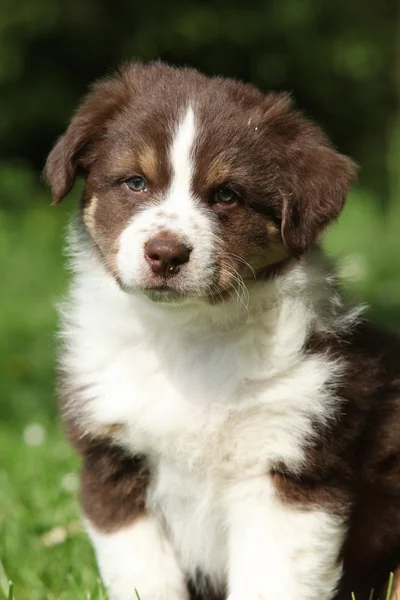 オーストラリアン シェパードの子犬を驚くほどの肖像画 — ストック写真
