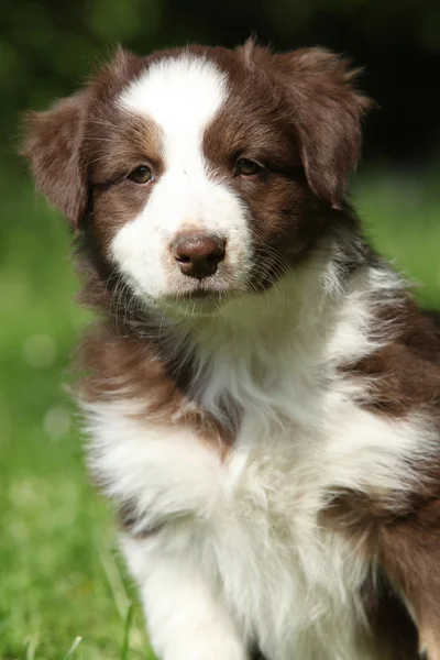 Portret van verbazingwekkende Australische herder pup — Stockfoto