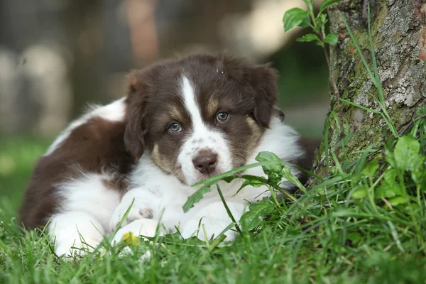 Twee geweldige puppies liggen samen in het gras — Stockfoto