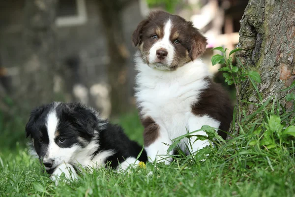 Dois cachorros incríveis deitados juntos na grama — Fotografia de Stock